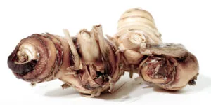 Galangal Root – Benefits and Uses of Ayurvedic Herb