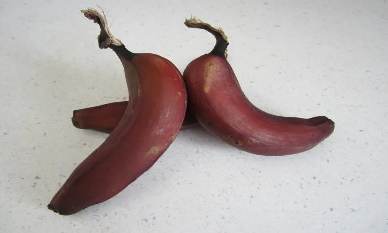 Chenkadali Banana How Red Banana Benefits in Winter
