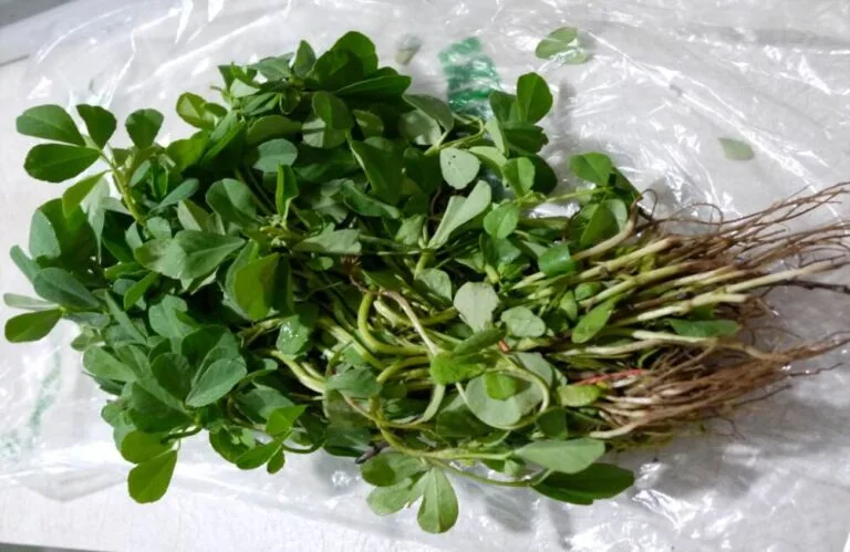 10 Health Benefits of Methi Leaves & its Uses