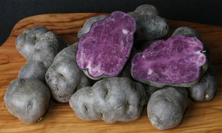 5 Major Black Potato Health Benefits and its Side Effects  